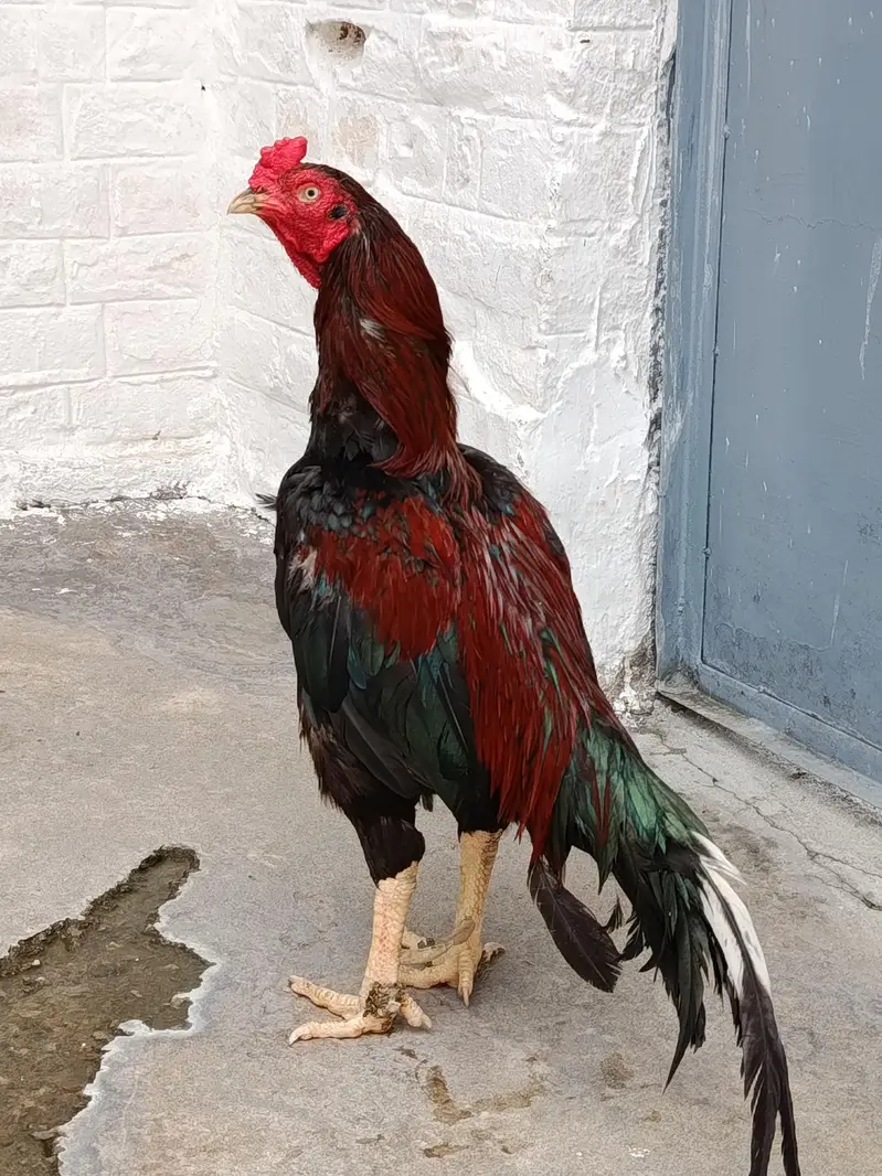 mianwali Aseel cock — photo 3