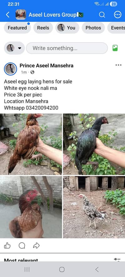 Egg laying hens