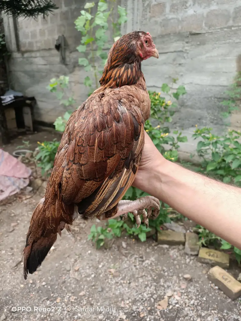 Egg laying hens — photo 2