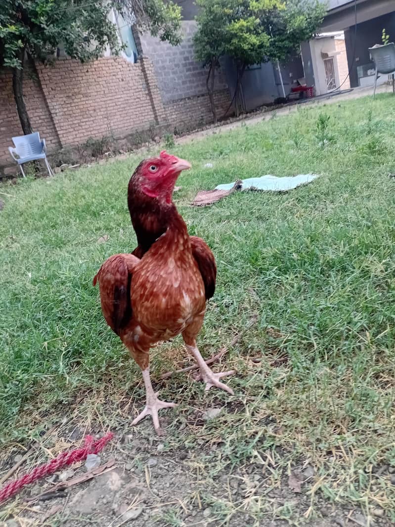 Egg laying hens 2