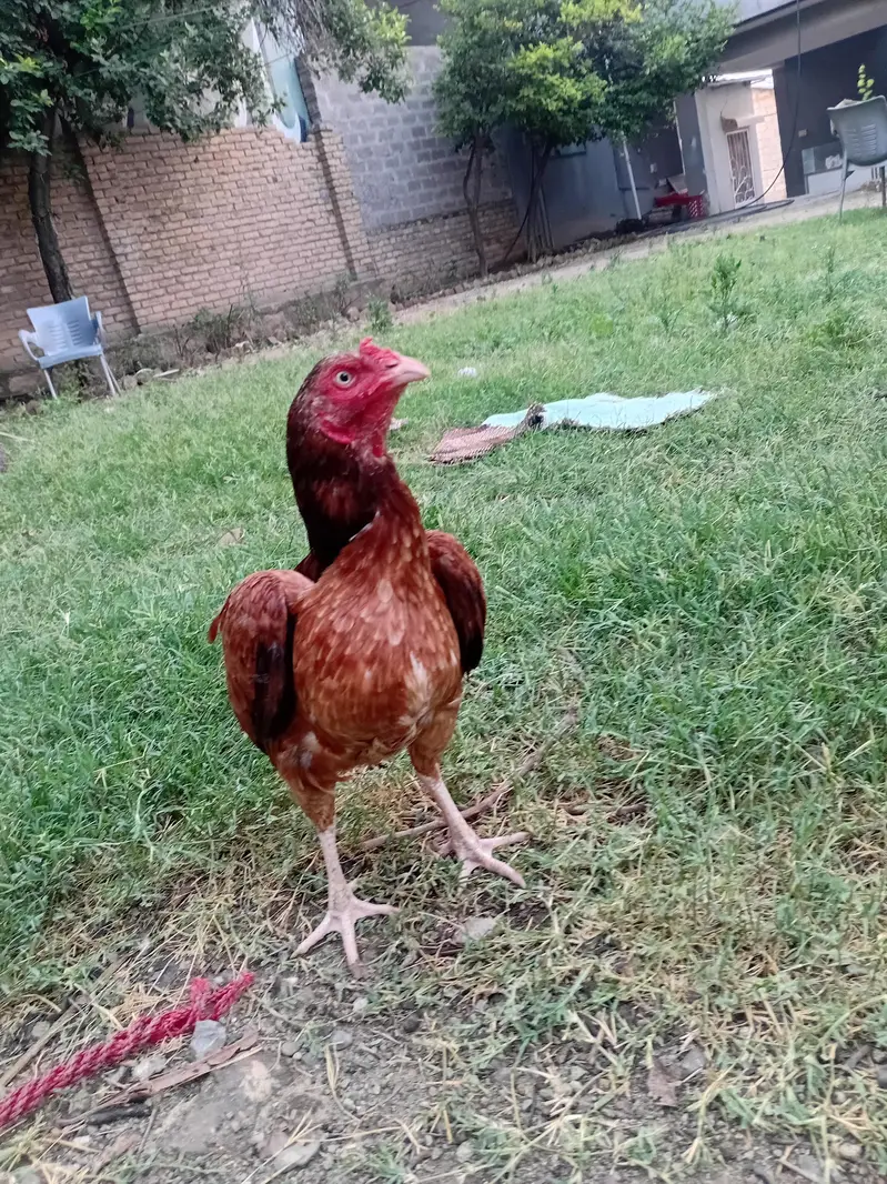 Egg laying hens — photo 3