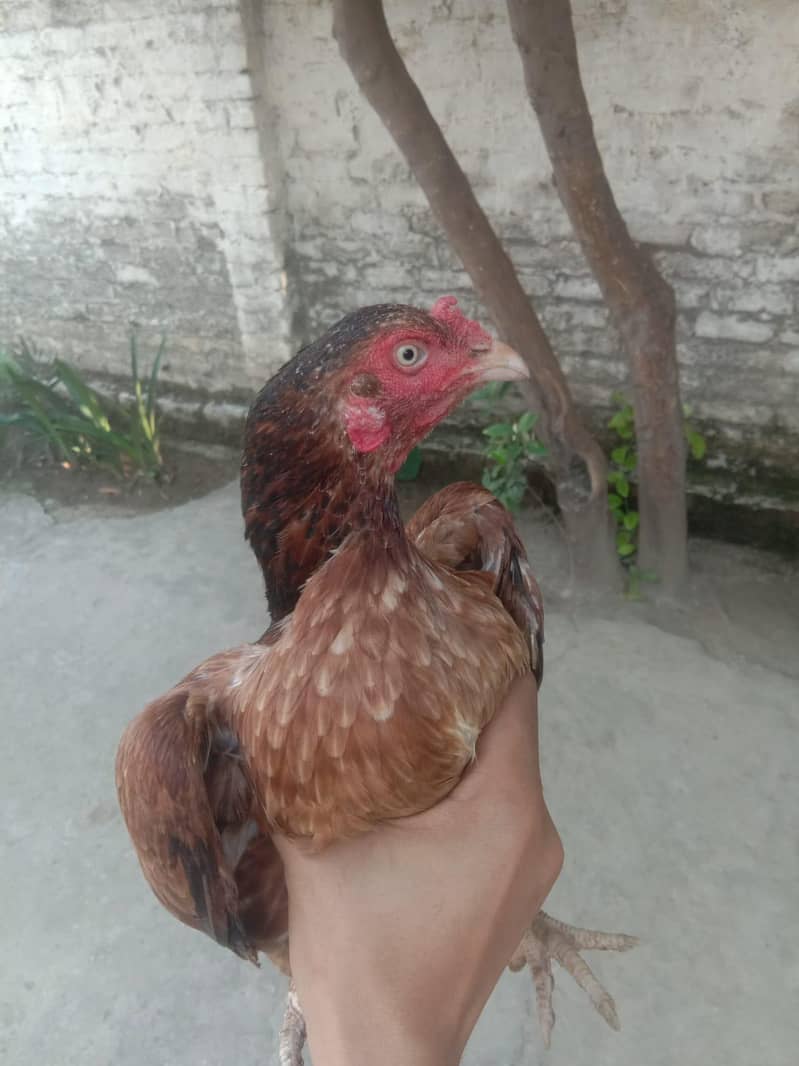 Egg laying hens 3