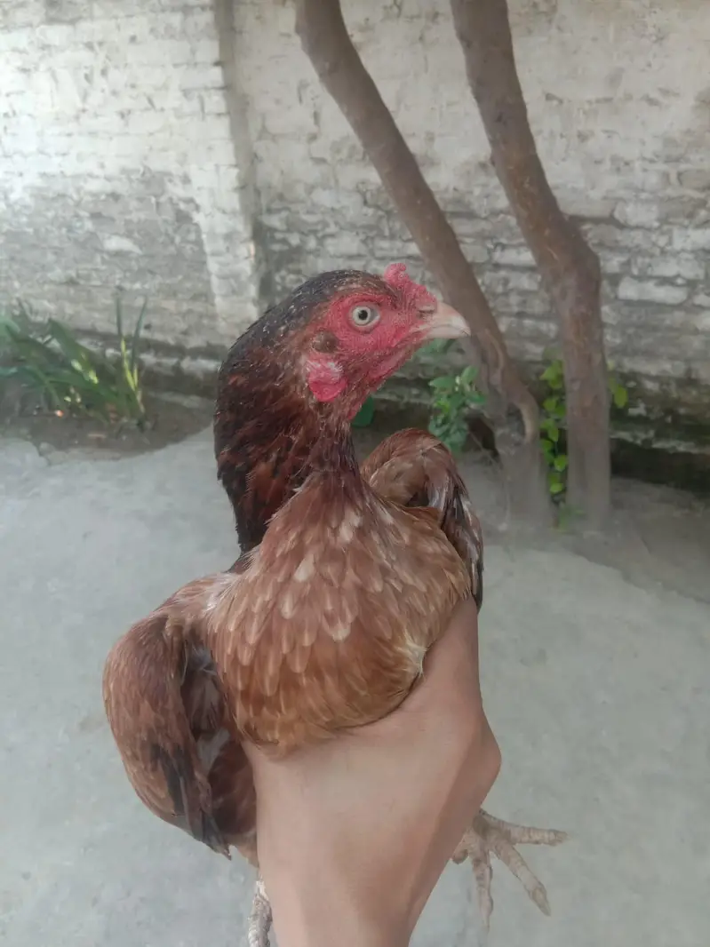 Egg laying hens — photo 4