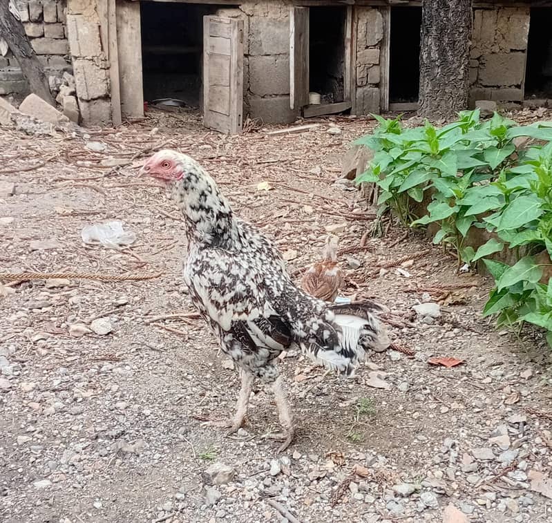 Egg laying hens 4