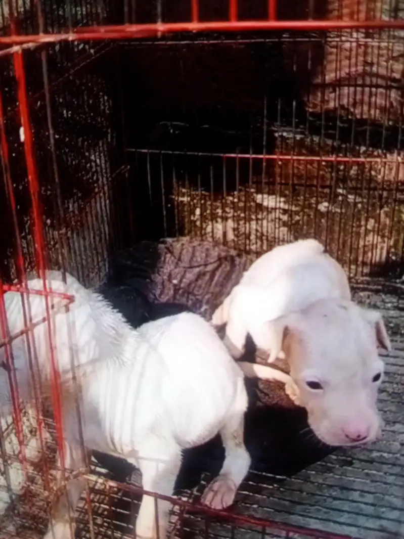 gultar mail female bachy blue eyes waly. 03308071509 pr call kry — photo 2