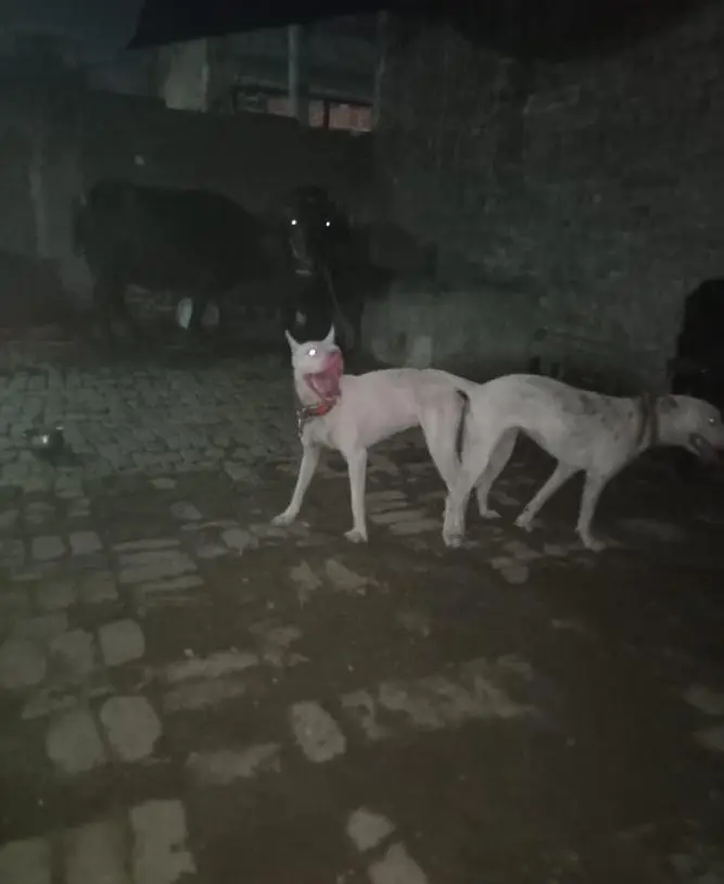 gultar mail female bachy blue eyes waly. 03308071509 pr call kry — photo 5