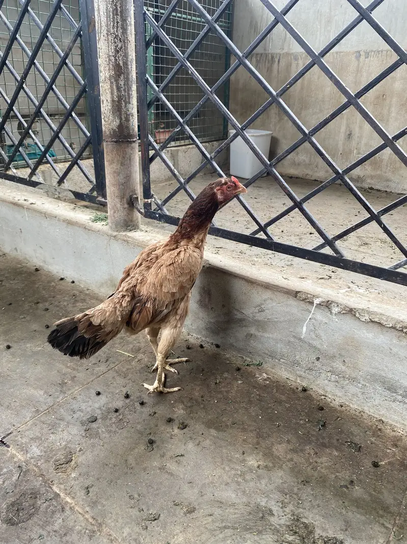 High quality sindhi aseel — photo 3
