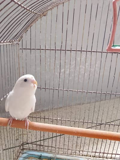 BUDGIES