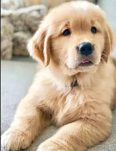 Golden retriever puppies