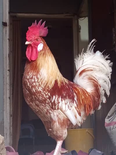 Golden Misri Breeder Male for Sale || Ghar ke palay huey