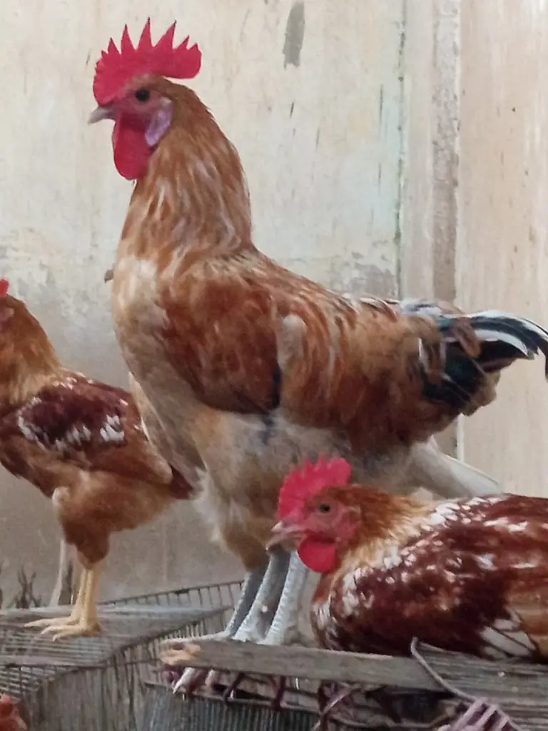 Golden Misri Breeder Male for Sale || Ghar ke palay huey — photo 2