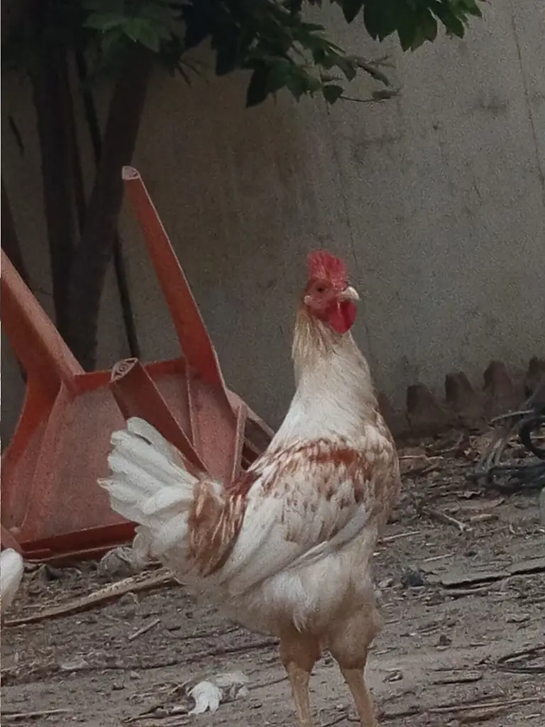 Golden Misri Breeder Male for Sale || Ghar ke palay huey — photo 3