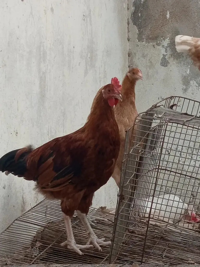 Golden Misri Breeder Male for Sale || Ghar ke palay huey — photo 4