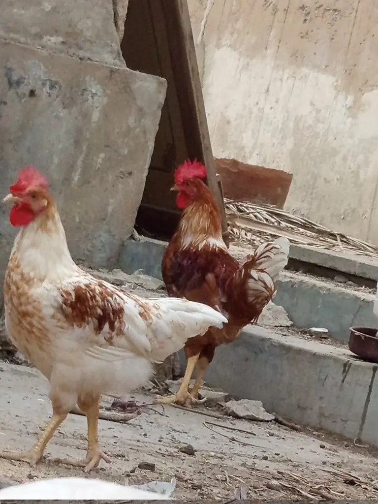 Golden Misri Breeder Male for Sale || Ghar ke palay huey — photo 5