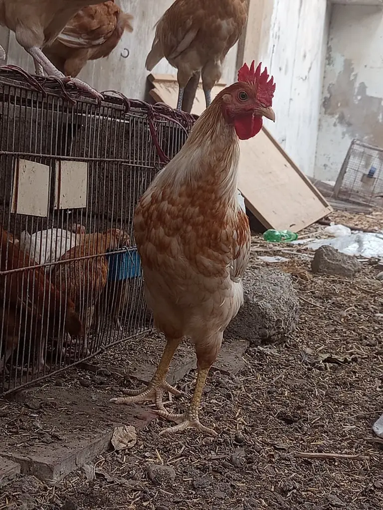 Golden Misri Breeder Male for Sale || Ghar ke palay huey — photo 6