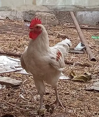 Golden Misri Breeder Male for Sale || Ghar ke palay huey — photo 7