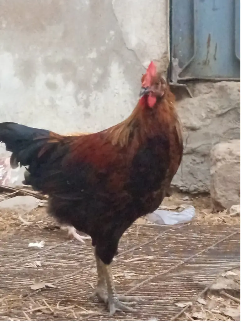 Golden Misri Breeder Male for Sale || Ghar ke palay huey — photo 8