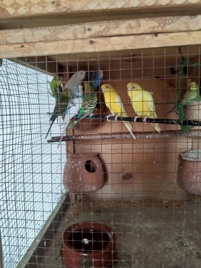 Budgies parrots