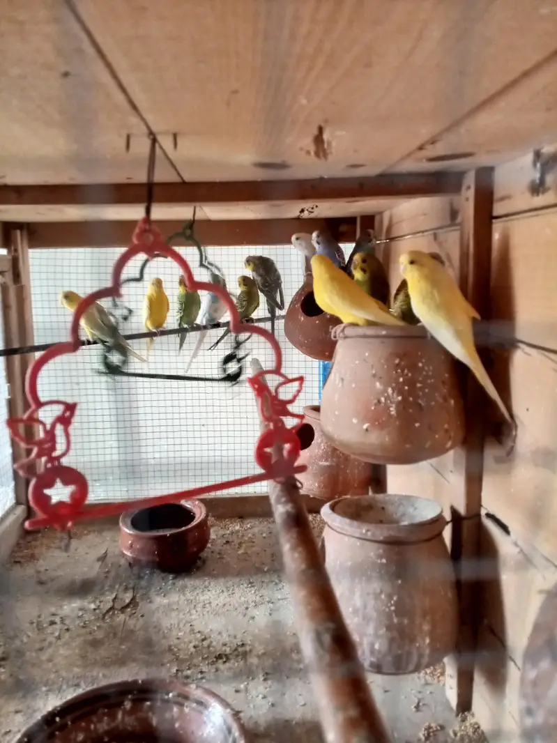 Budgies parrots — photo 2