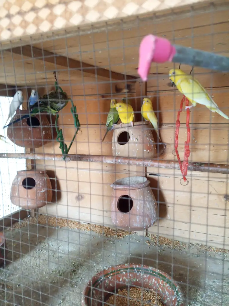 Budgies parrots — photo 3