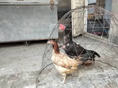 Aseel rooster | Aseel pair | aseel hen