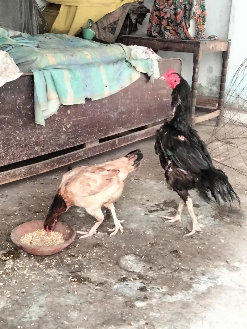 Aseel rooster | Aseel pair | aseel hen — photo 2