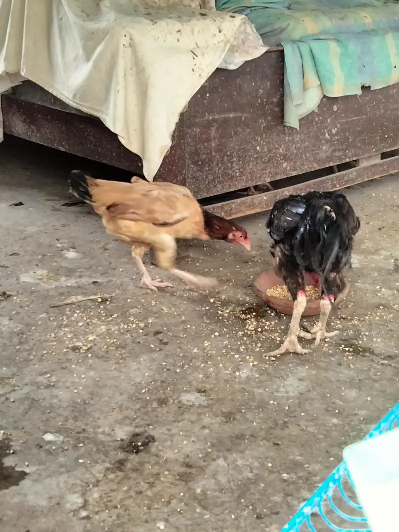 Aseel rooster | Aseel pair | aseel hen — photo 3