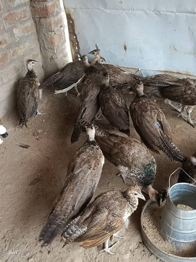 Blue shoulder chick for sale urgent