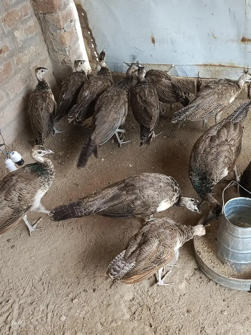 Blue shoulder chick for sale urgent03455157418 — photo 2