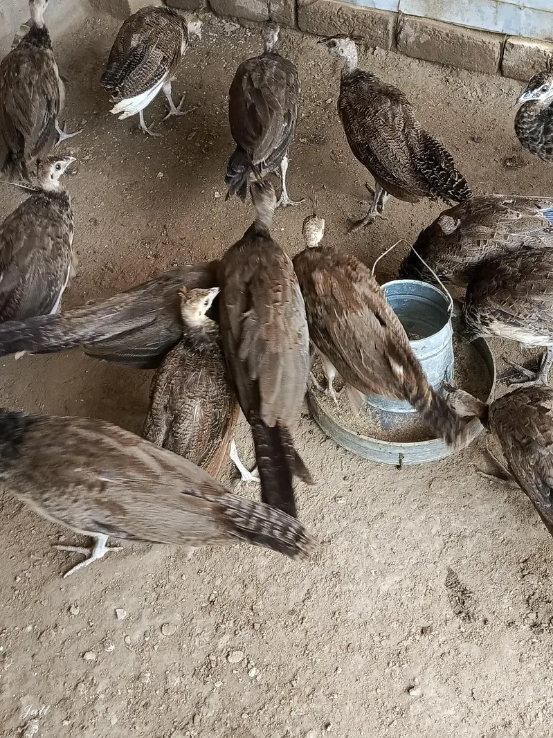 Blue shoulder chick for sale urgent03455157418 — photo 3
