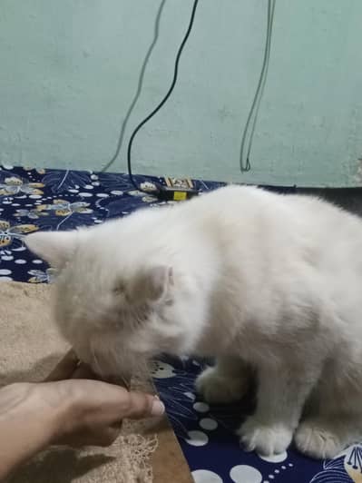 pure Persian cat
