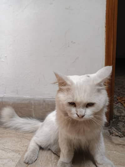 perion Cat double coat