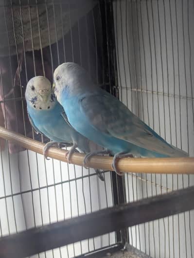 Budgies for sale (budgie or cage dono bechne Hain)