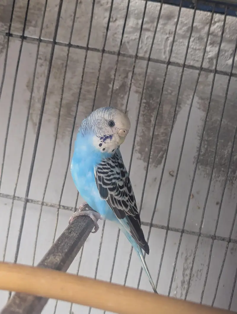 Budgies for sale (budgie or cage dono bechne Hain) — photo 2