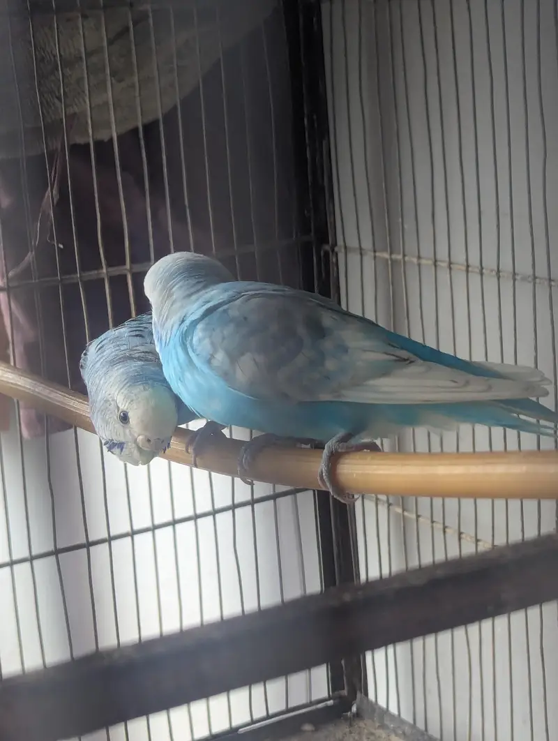 Budgies for sale (budgie or cage dono bechne Hain) — photo 3