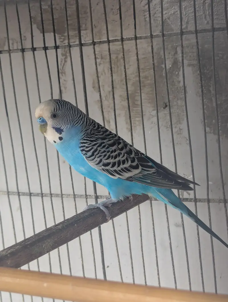 Budgies for sale (budgie or cage dono bechne Hain) — photo 4