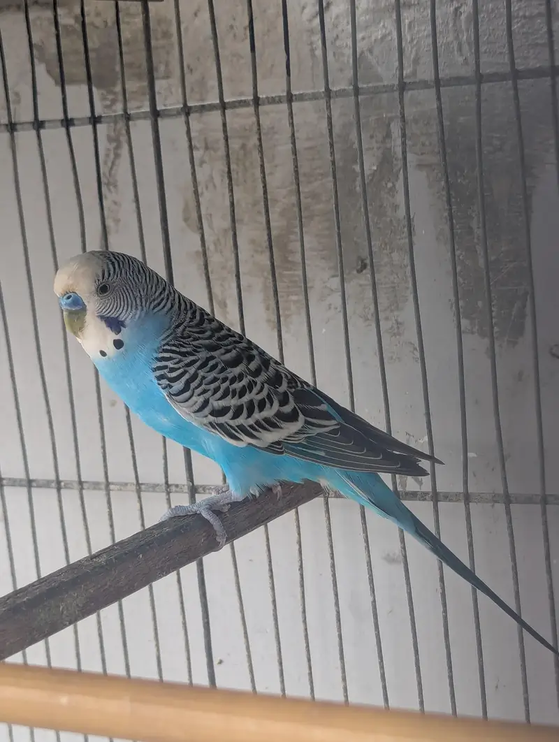 Budgies for sale (budgie or cage dono bechne Hain) — photo 5
