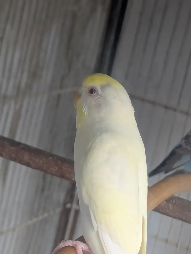 Budgies for sale (budgie or cage dono bechne Hain) — photo 6