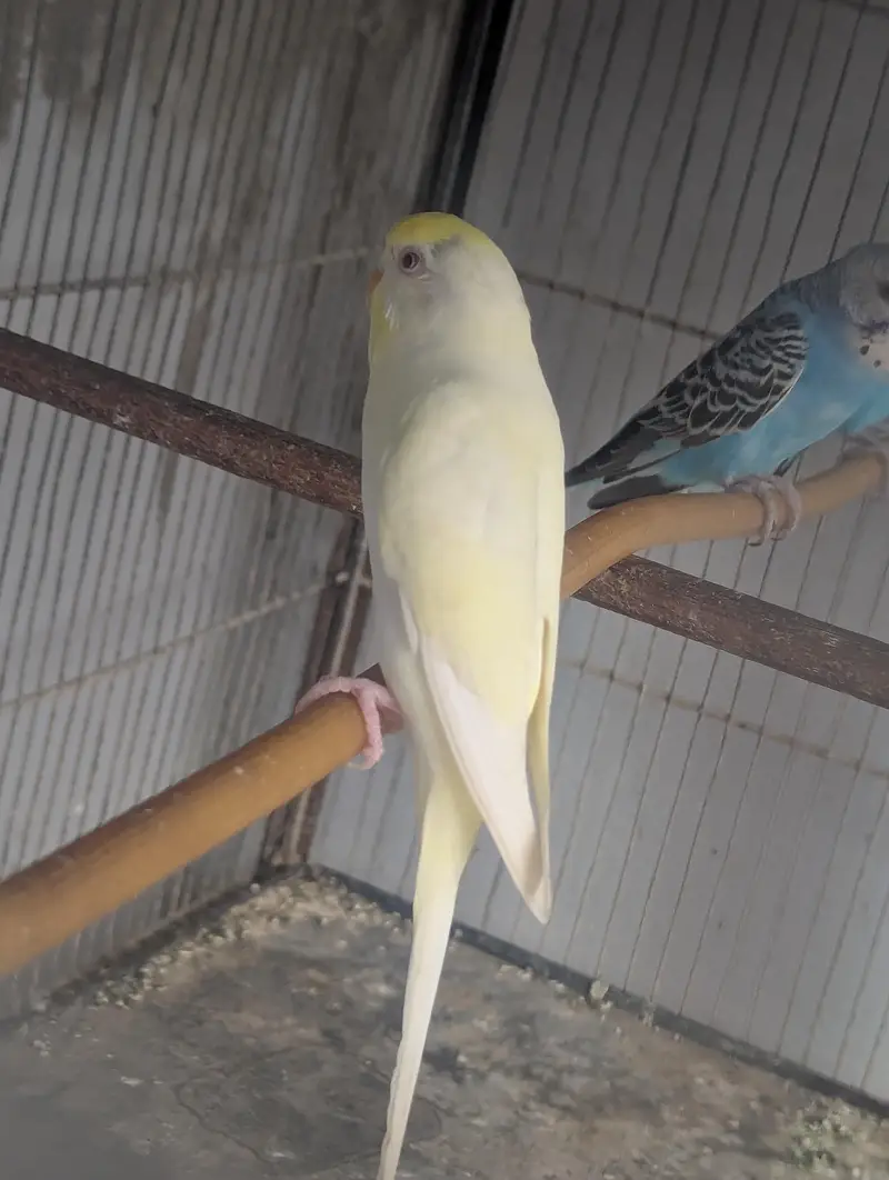 Budgies for sale (budgie or cage dono bechne Hain) — photo 7