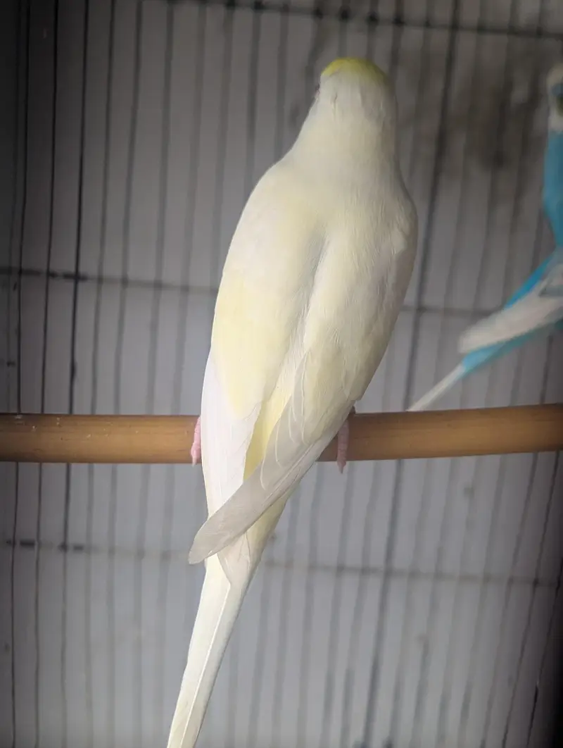Budgies for sale (budgie or cage dono bechne Hain) — photo 8