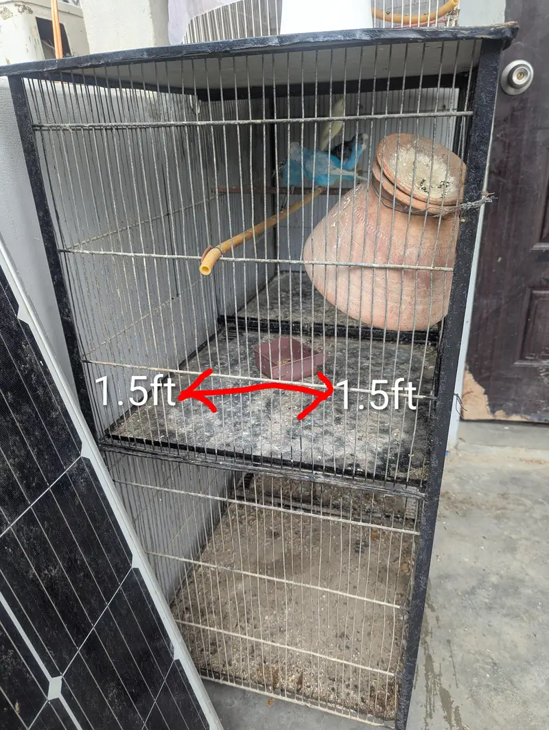 Budgies for sale (budgie or cage dono bechne Hain) — photo 9