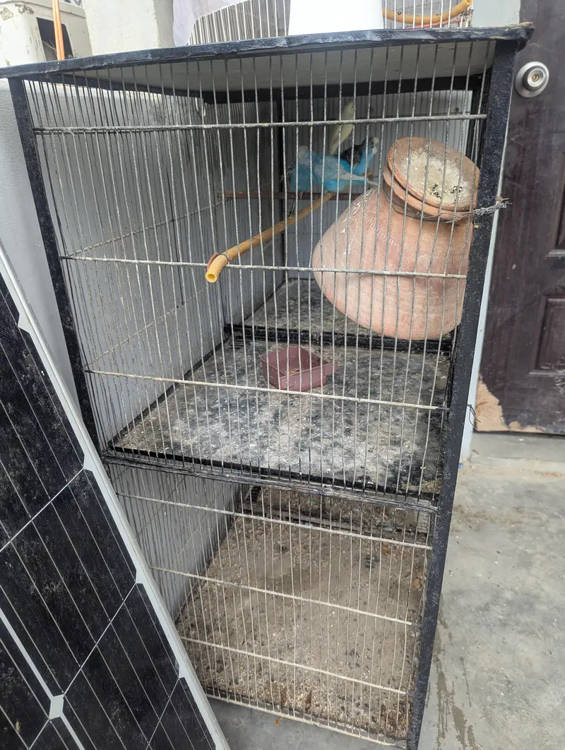 Budgies for sale (budgie or cage dono bechne Hain) — photo 10
