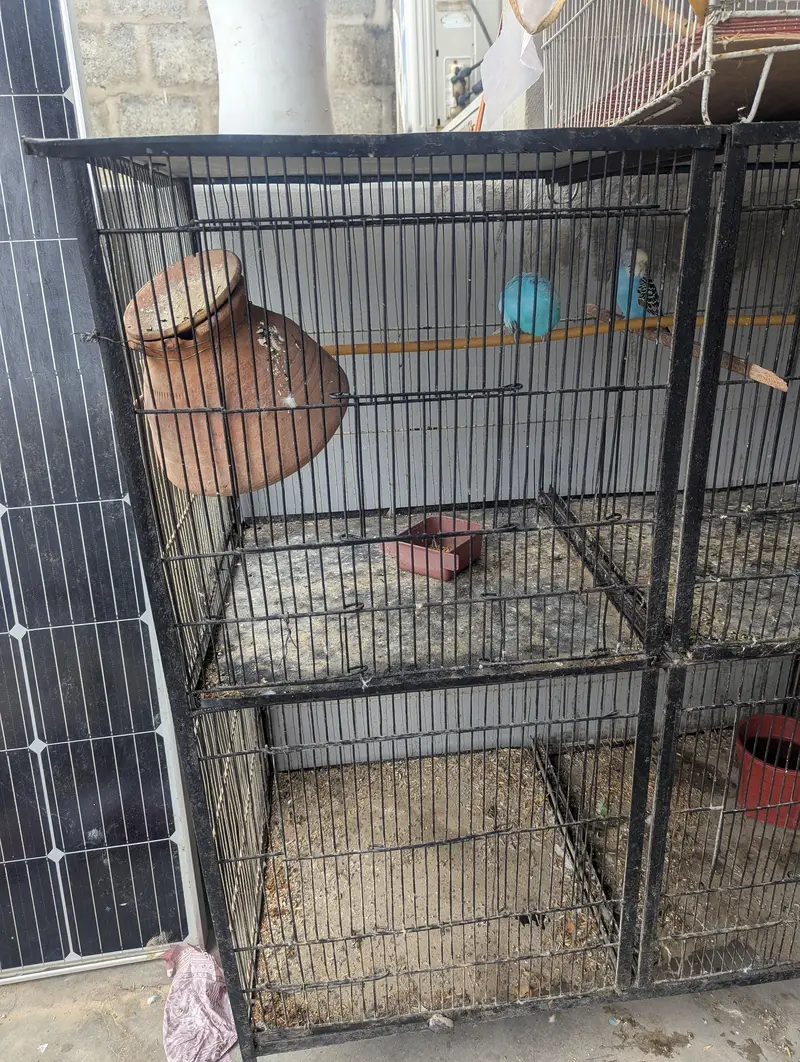 Budgies for sale (budgie or cage dono bechne Hain) — photo 11