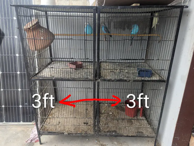 Budgies for sale (budgie or cage dono bechne Hain) — photo 12
