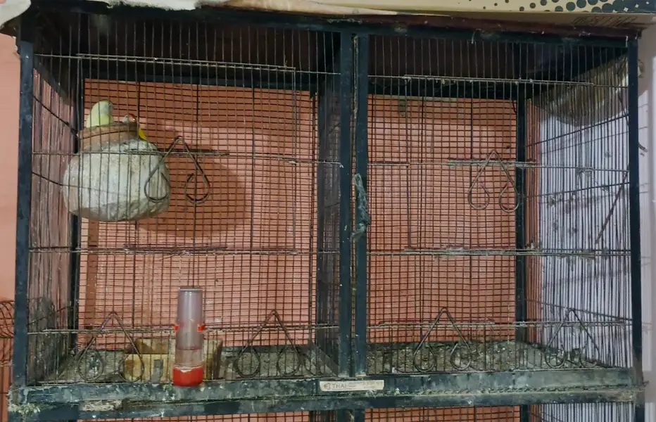 Full Iron Cage for Sale — photo 2