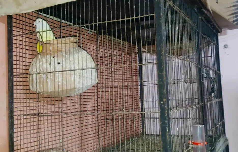 Full Iron Cage for Sale — photo 3