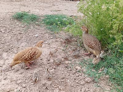 Pure dhkni and Irani chicks