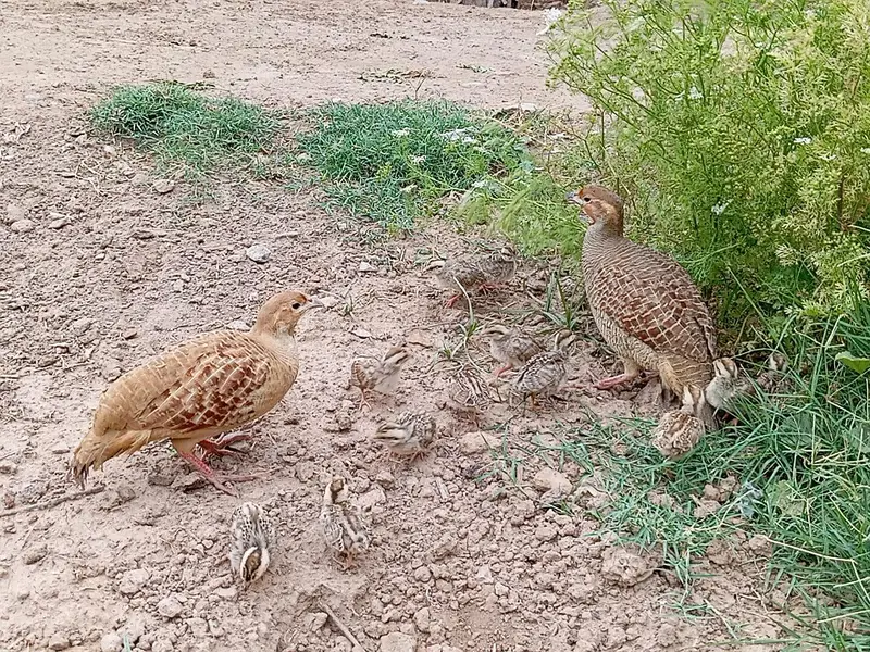 Pure dhkni and Irani chicks