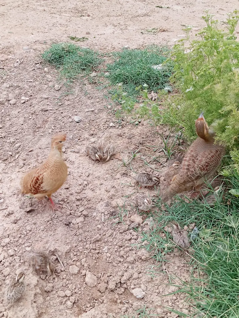 Pure dhkni and Irani chicks — photo 2