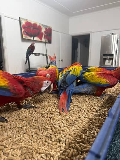 red macaw parrot chicks very good health for sale 03354887932